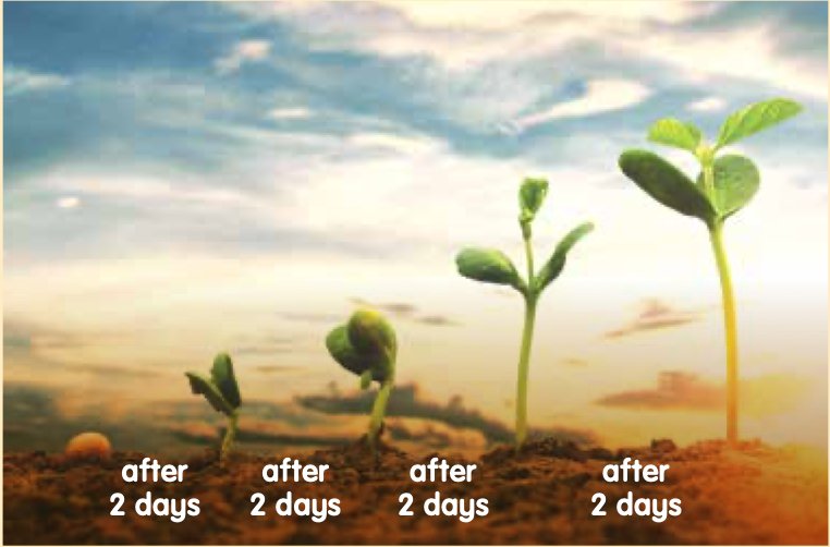 Four stages of a seedling, each 2 days apart, getting taller