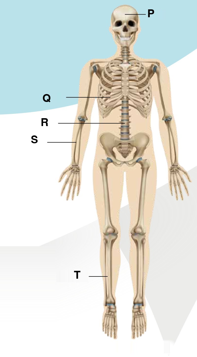 Human skeleton with five parts labelled P (skull), Q (ribs), R (backbone), S (arm bone) and T (leg bone)