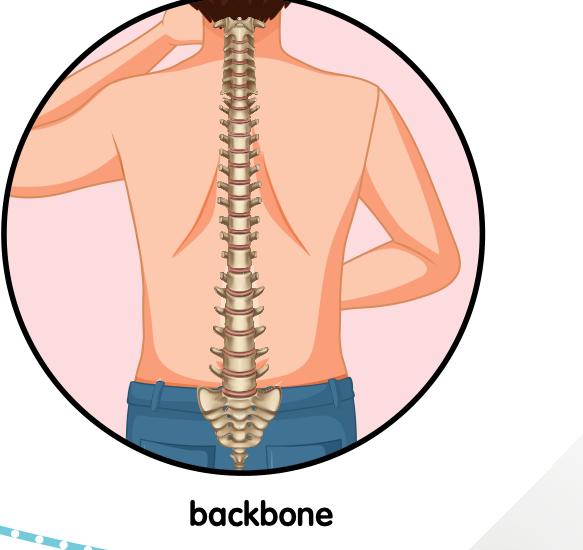 Back view of the backbone