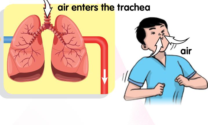Air entering the trachea and lungs of a boy as he breathes in