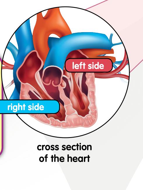 Cross section of the heart with the left side and right side labelled