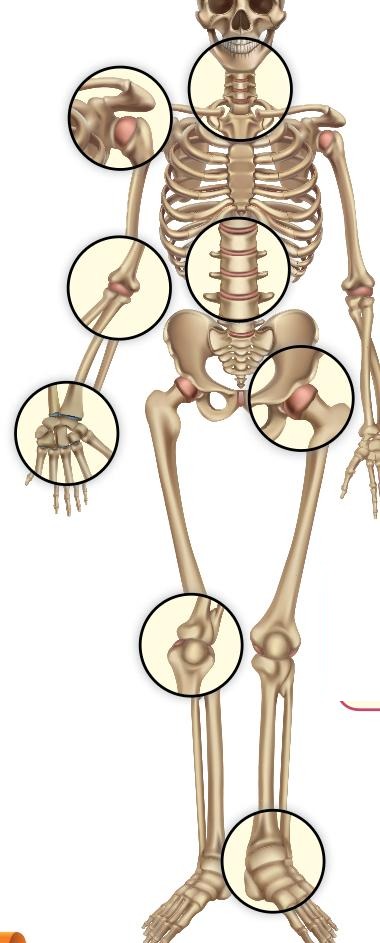 Skeleton with circles at the neck, shoulder, backbone, elbow, wrist, hip, knee and ankle