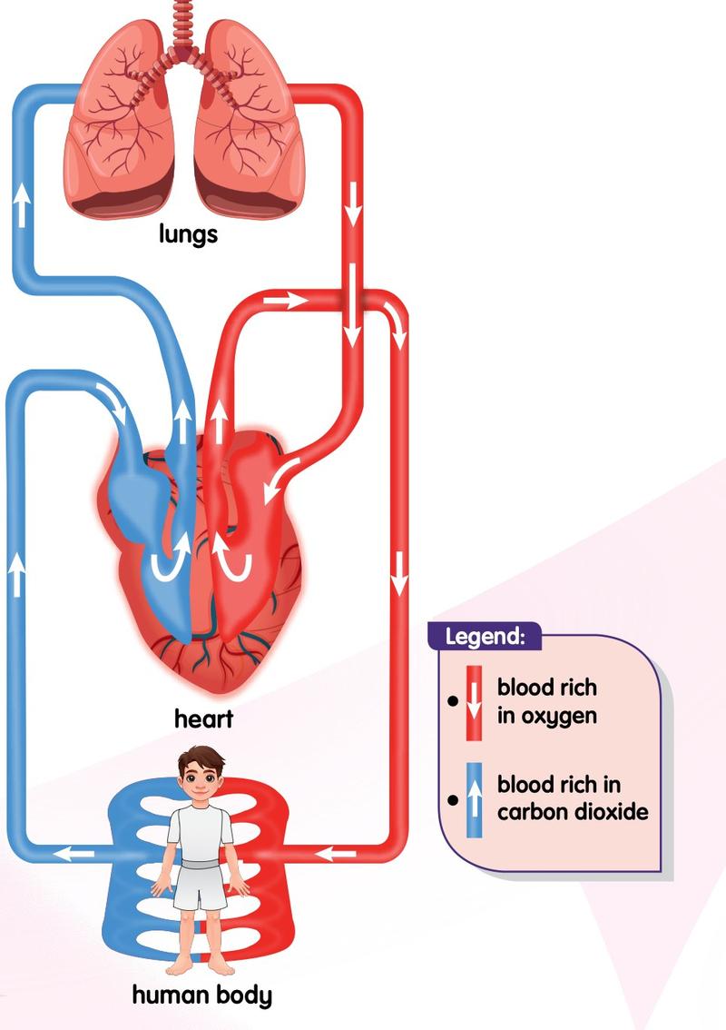 Diagram of the blood circulatory pathway between the lungs, heart and human body; red arrows show blood rich in oxygen, blue arrows show blood rich in carbon dioxide