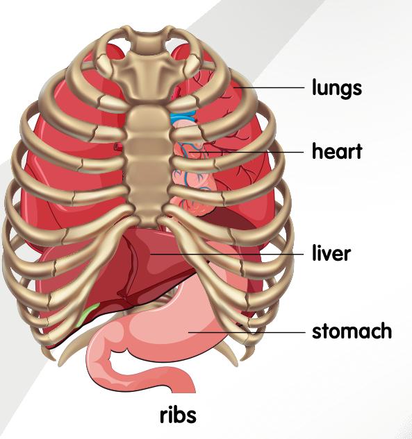 Rib cage covering the lungs, heart, liver and stomach
