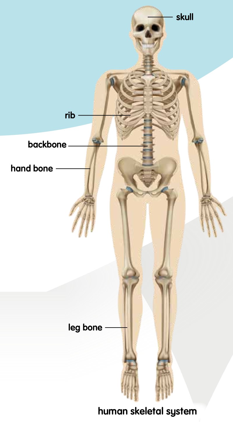 Human skeleton with the skull, rib, backbone, hand bone and leg bone labelled