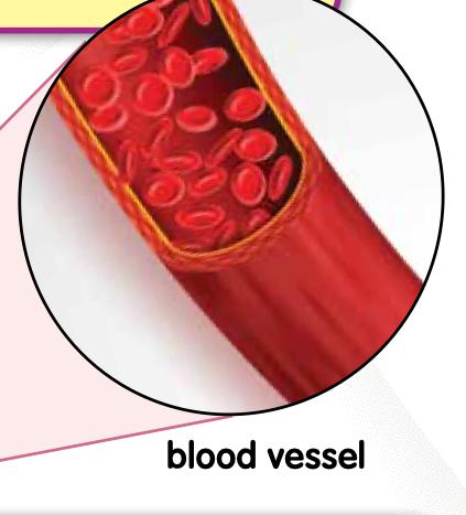 A blood vessel cut open to show blood cells inside