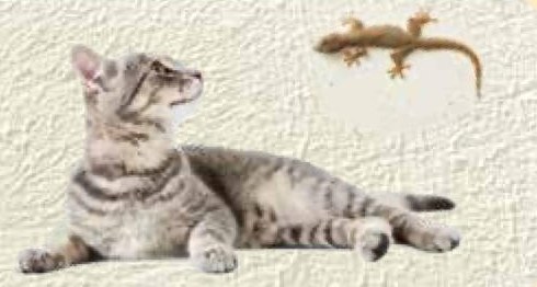 A cat lying on the floor and looking up at a lizard on a wall