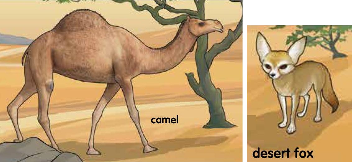 A camel with a hump and a desert fox in a desert