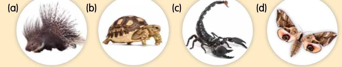 A porcupine, a tortoise, a scorpion and a moth with eye-like patterns on its wings