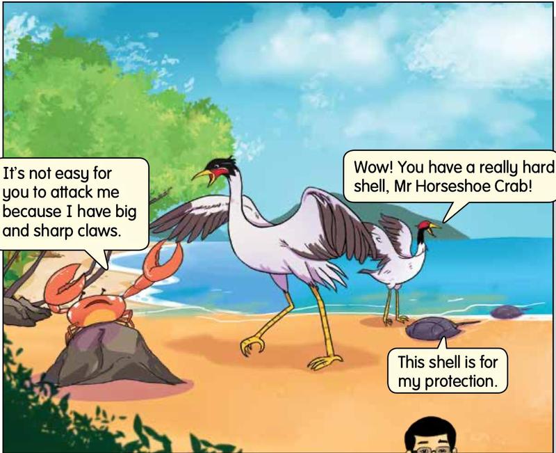 A crab with big sharp claws on a rock and a horseshoe crab with a hard shell on a beach, with two large birds nearby