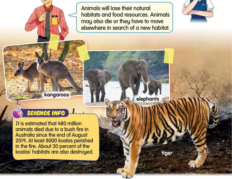 Kangaroos, elephants and a tiger that have lost their habitat