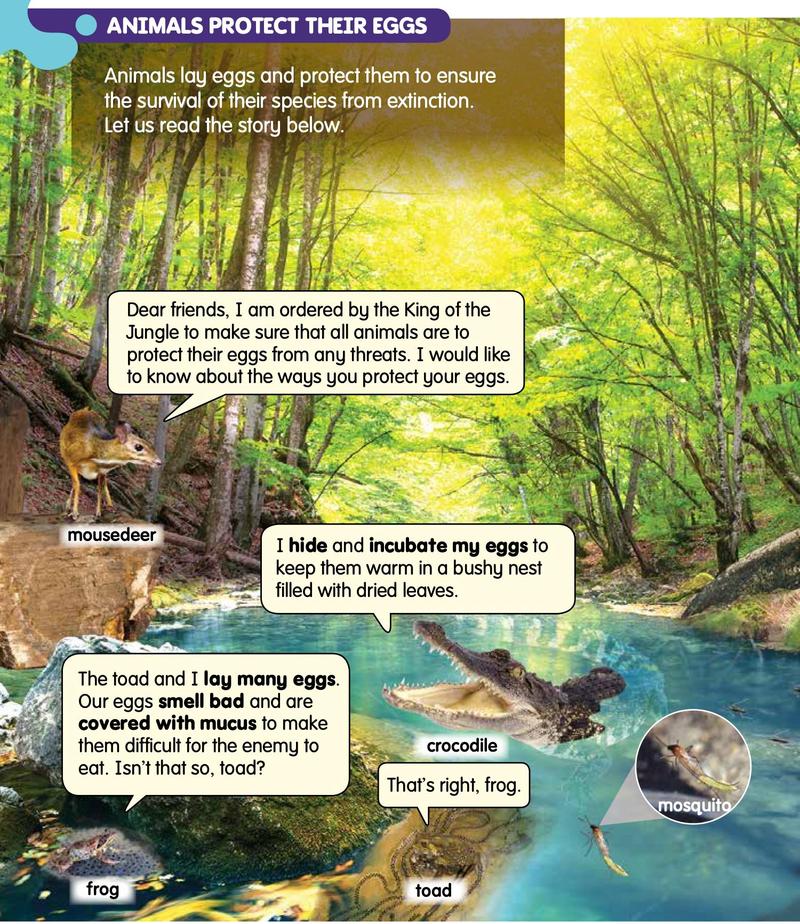 A forest stream with a mousedeer, a frog, a toad, a crocodile and a mosquito, and what they say about their eggs
