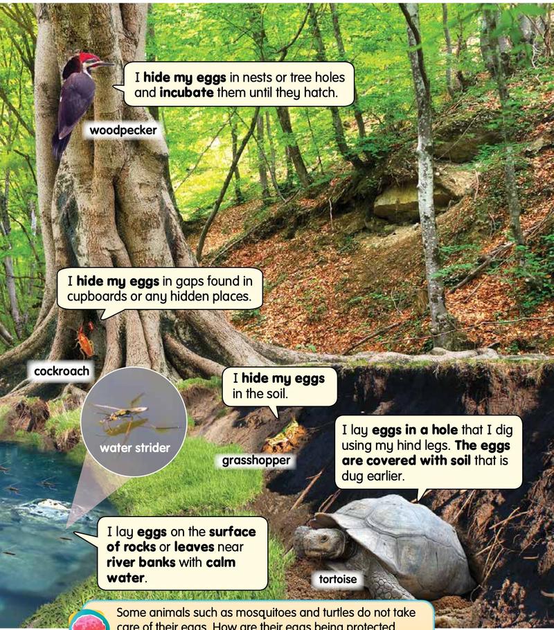 A tree where a woodpecker, a cockroach, a grasshopper, a water strider and a tortoise talk about their eggs