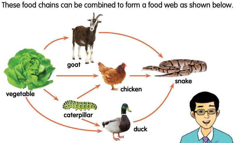A food web: vegetable is eaten by goat, chicken, caterpillar and duck; caterpillar is eaten by chicken and duck; goat, chicken and duck are eaten by the snake