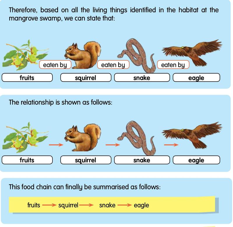 Fruits are eaten by a squirrel, which is eaten by a snake, which is eaten by an eagle, shown as a food chain with arrows