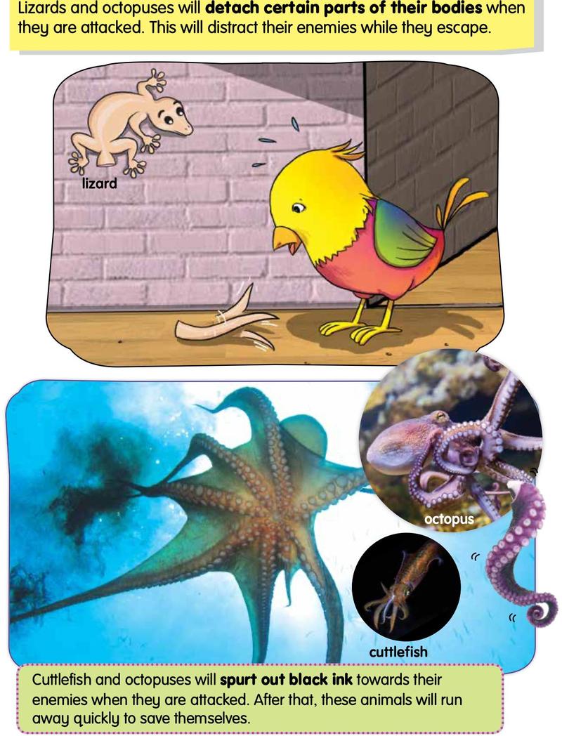 A lizard that has dropped its tail near a bird, and an octopus and cuttlefish spurting black ink