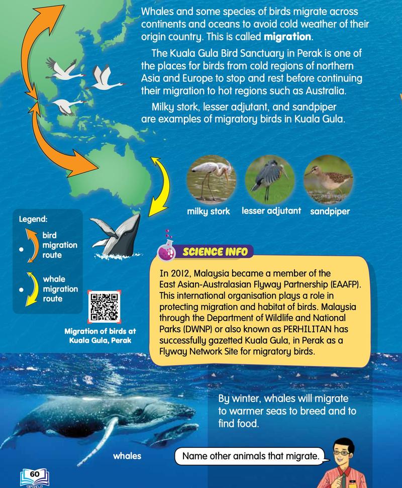 A map showing the routes of migrating birds and whales around Australia and Asia