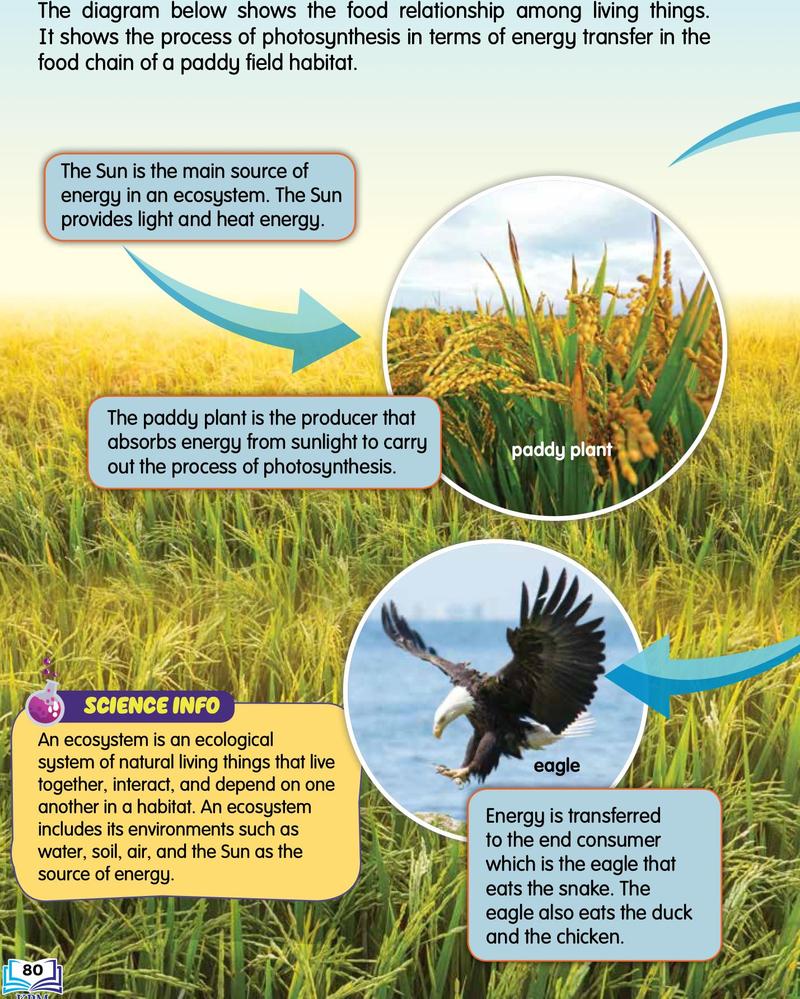 A paddy plant in a paddy field and an eagle, with notes that the Sun is the main source of energy and the eagle is the end consumer