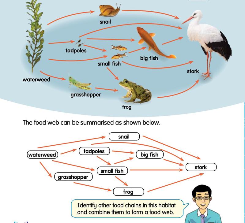 A food web of a pond: waterweed, snail, tadpoles, small fish, big fish, grasshopper, frog and stork