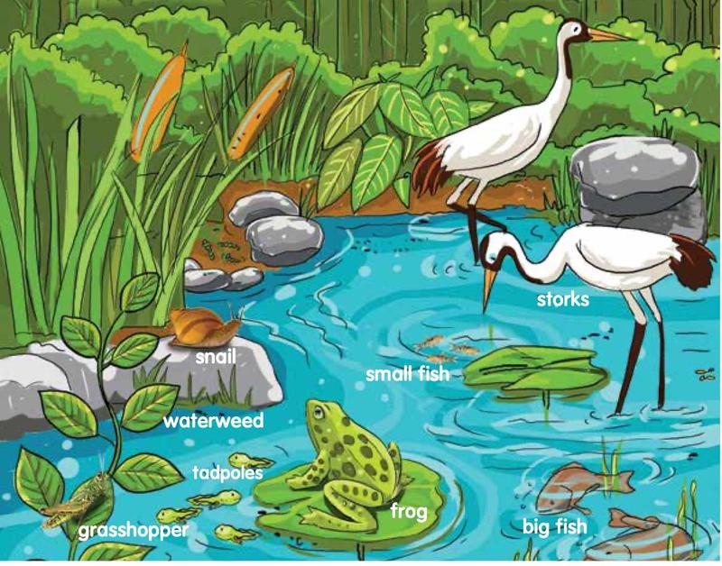 A pond with waterweed, snail, tadpoles, small fish, big fish, frog, grasshopper and storks