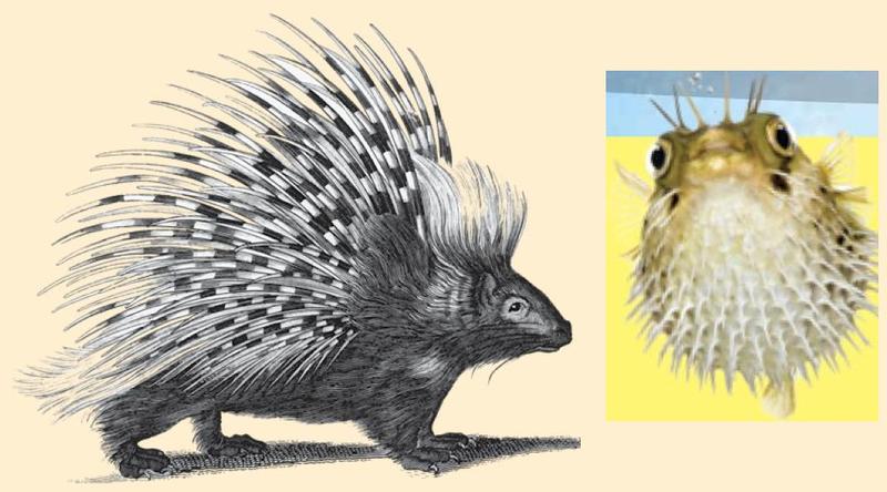 A porcupine with sharp spines and a pufferfish inflated like a ball