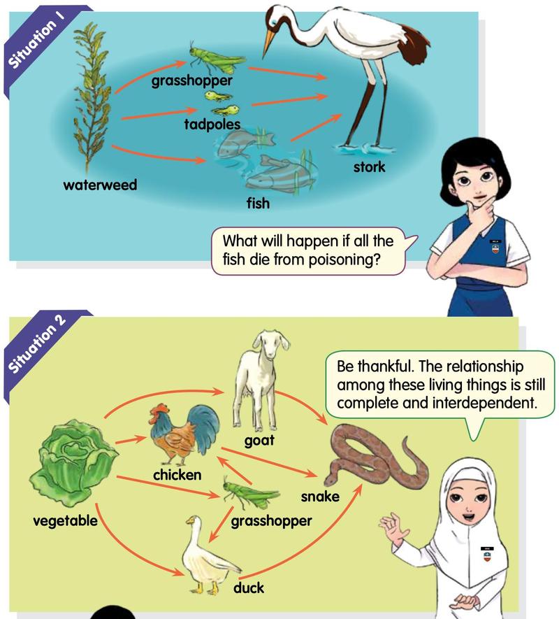 Two food webs: one with waterweed, grasshopper, tadpoles, fish and stork; one with vegetable, grasshopper, chicken, goat, snake and duck