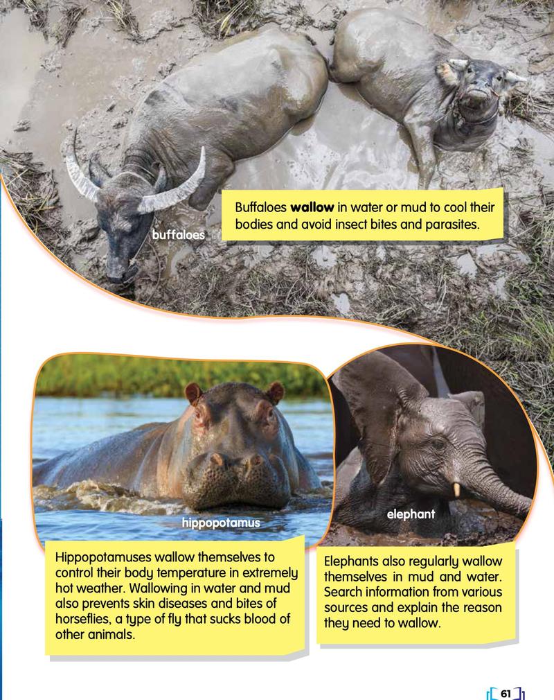 Buffaloes wallowing in mud, a hippopotamus in water and an elephant in mud
