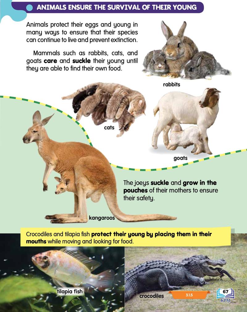 Rabbits, cats, goats, a kangaroo with a joey, a tilapia fish and a crocodile with their young