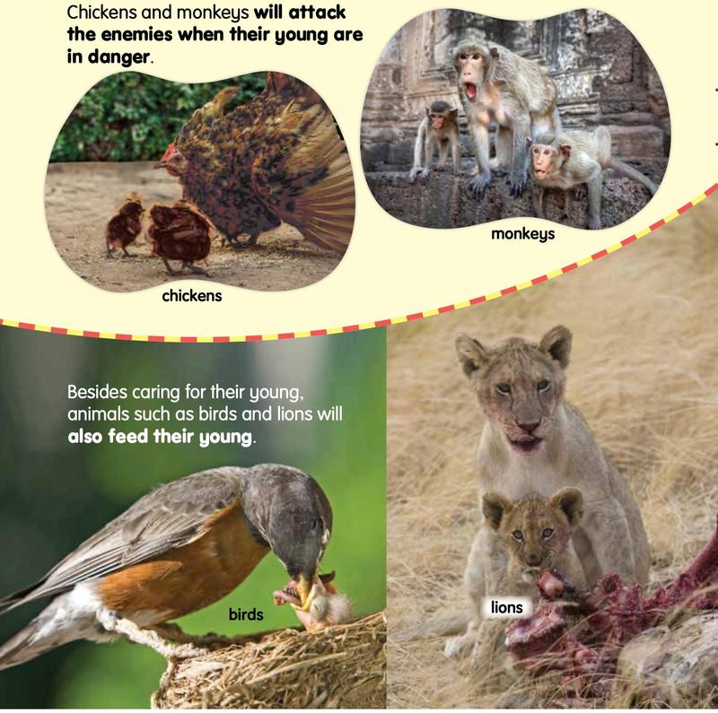 Chickens and monkeys guarding their young; a bird and lions feeding their young