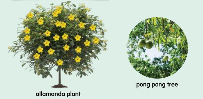 An allamanda plant with yellow flowers and a pong pong tree