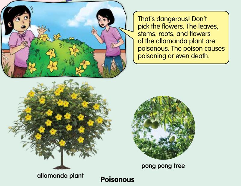 A girl about to pick yellow flowers of the allamanda plant, with an allamanda plant and a pong pong tree