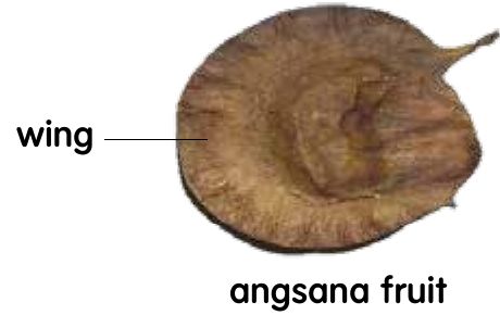 An angsana fruit with a thin wing