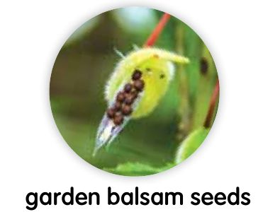 Garden balsam seeds inside a seed pod