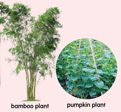 A bamboo plant and a pumpkin plant