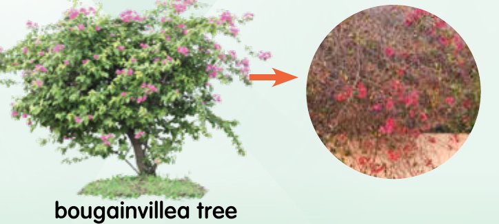 A bougainvillea tree and a close-up of its red leaves