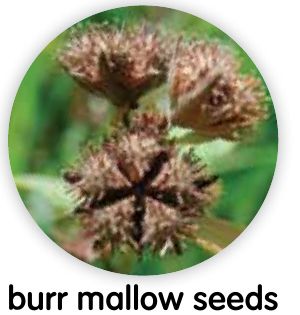Burr mallow seeds with small hooks