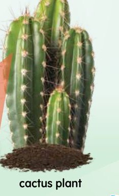 A cactus plant with spikes growing in soil
