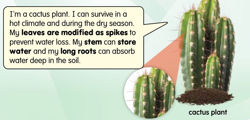 A cactus plant with spikes for leaves and a close-up of its stem