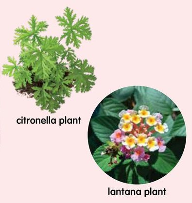 A citronella plant and a lantana plant