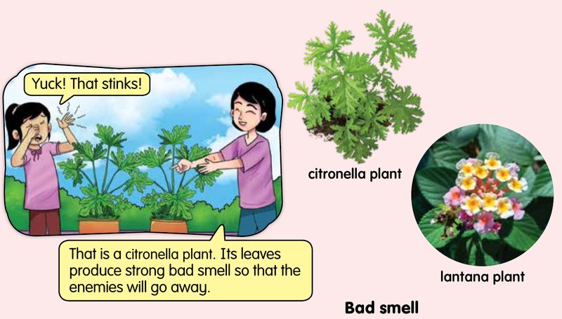 A girl holding her nose beside citronella plants, with a citronella plant and a lantana plant