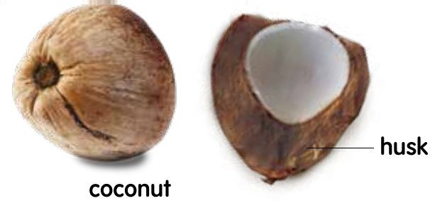 A coconut and a coconut cut open to show its husk