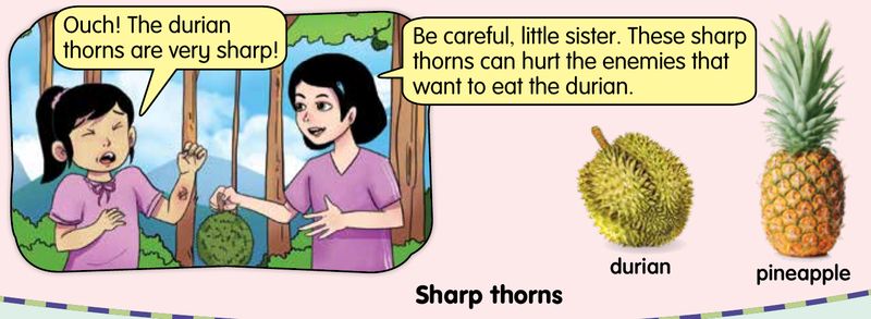 A girl touching a durian and getting hurt by its sharp thorns, with a durian and a pineapple shown