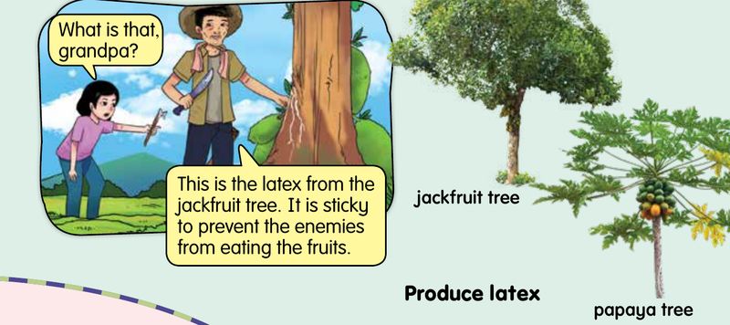 A girl and her grandfather looking at sticky latex on a jackfruit tree, with a papaya tree beside it