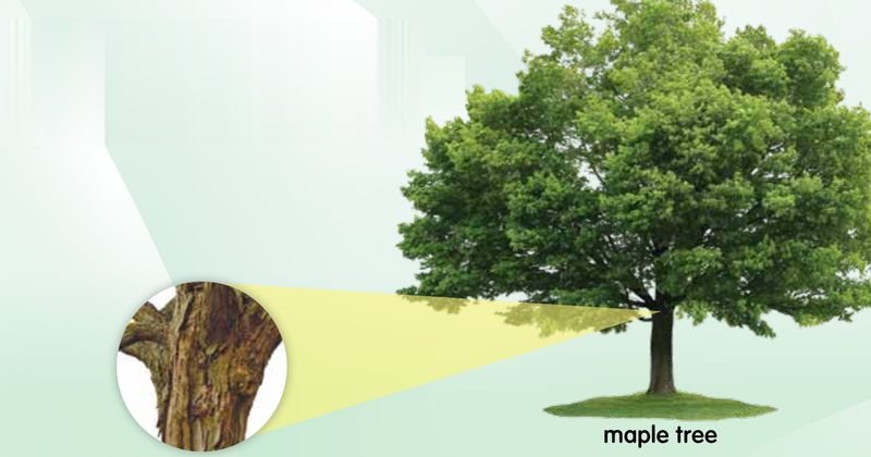 A maple tree with a close-up of its trunk