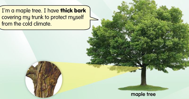 A maple tree with a close-up of the thick bark on its trunk
