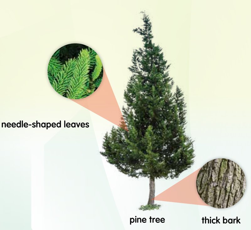 A pine tree with a close-up of its thick bark