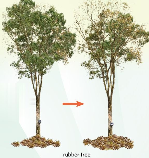 A rubber tree with leaves and the same tree with bare branches