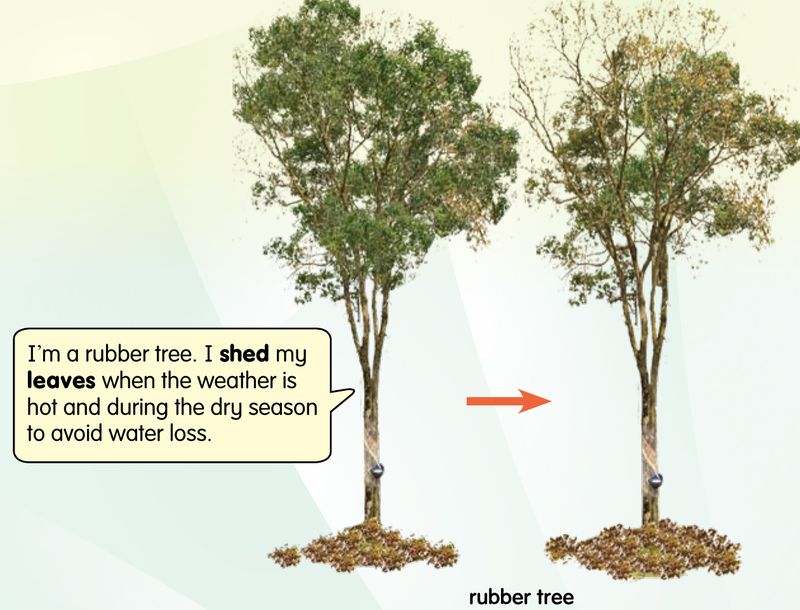 A rubber tree with leaves on the left and the same tree with bare branches on the right
