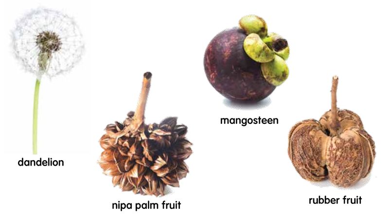A dandelion, a nipa palm fruit, a mangosteen and a rubber fruit