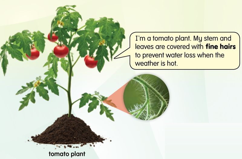 A tomato plant with a close-up of the fine hairs on its stem and leaves